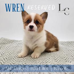 Wren - Red female Pembroke Welsh Corgi puppy in Pine Village, Indiana from NL Horsemanship