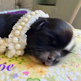 Chloe - Black and white female Shih Tzu puppy in Hemet, California from Aloha Shih Tzu