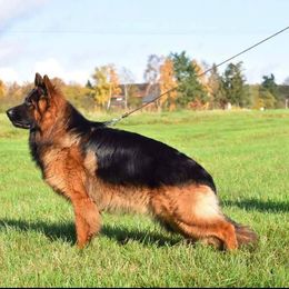 Bam - German Shepherd