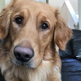 Golden Retriever All Grown Up from Weaver Dairy Goldens