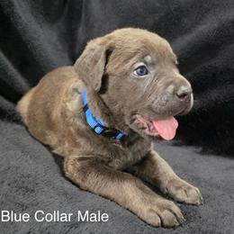 Blue Collar Male - Gray brindle male Cane Corso puppy in Atlanta, Georgia from Cane Corso’s of Atlanta