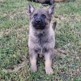 Walker (Black male) - Sable male German Shepherd puppy in Winchester, Kentucky from Del Lago Canine