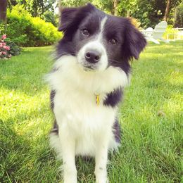Tallulah or Lula - Border Collie