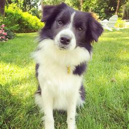 Tallulah or Lula - Border Collie