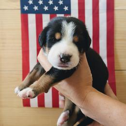 Green Boy, Washington - Black, white and red male Greater Swiss Mountain Dog puppy in Edinboro, Pennsylvania from Greater Swiss of Whitetail Acres