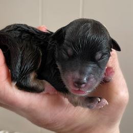 Cash - Black and white male Pomsky puppy in Cottrellville, Michigan from My Half Pint Pups
