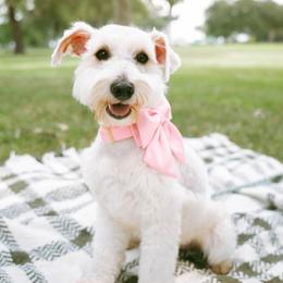 Clover - Miniature Schnauzer