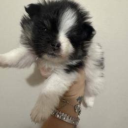 Molly - Tri-colored female Pomeranian puppy in Fredericksburg, Virginia from Designer Dog Society