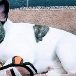 French Bulldogs from RCFrenchies