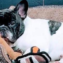 French Bulldogs from RCFrenchies