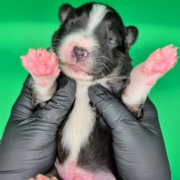 Raven3Boy2- BTM,LONGtail,AKC,OFAs,Genetics - Black tri-color male Australian Shepherd puppy in South Hill, Virginia from Silverside Aussies LLC