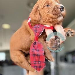 Boy 4 - male Goldendoodle puppy in Marion, Ohio from Doodles & Doxies
