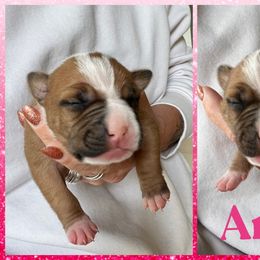 Anna - Red female American Staffordshire Terrier puppy in Marietta, Georgia from Ambition Amstaffs