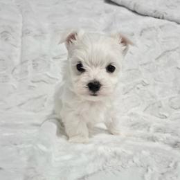 Milady - White female Maltese puppy in Austin, Texas from Austin Maltese Babies