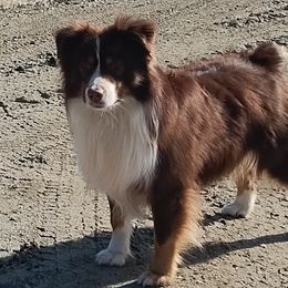 Yoshi - Australian Shepherd
