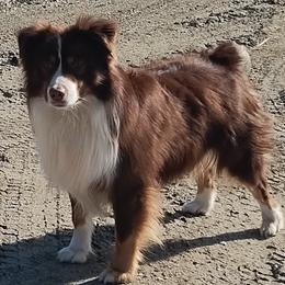 Yoshi - Australian Shepherd