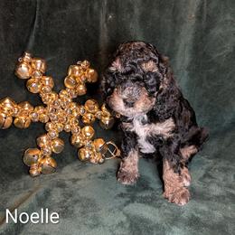 Noelle - Black and tan female Cockapoo puppy in Sunset, Louisiana from Cano Cockapoos