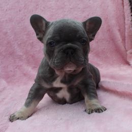 Boxer, Bulldog, and French Bulldog Puppies from Hillview Kennels