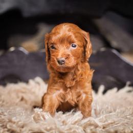 Sydney - Red  female Goldendoodle puppy in Tyner, Kentucky from Good Dog Doodles