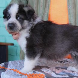 Orange colored male - Panda male German Shepherd puppy in Yakima, Washington from Bahr-S German Shepherds