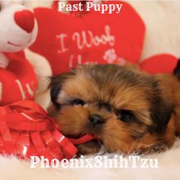 Shih Tzu Puppies from Phoenix Shih Tzu