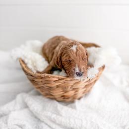 Stone - Red  male Goldendoodle puppy in Greencastle, Indiana from Willow & Co.