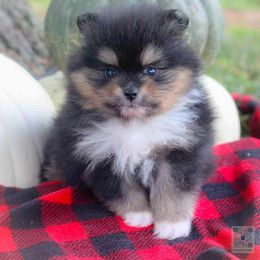 Autumn - Black and tan female Pomeranian puppy in Bremen, Indiana from AMS Pomeranians and Pomskies in Indiana