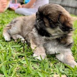 Pekingese Puppies from Melissa's Pekingese