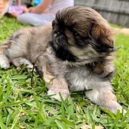 Pekingese Puppies from Melissa's Pekingese