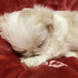 Shichon and Shih Tzu Puppies from Angie’s Teddy Bear Puppies Minnesota