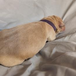 Purple Female - Yellow female Labrador Retriever puppy in Briggsdale, Colorado from LC Hunting Labs, LLC.