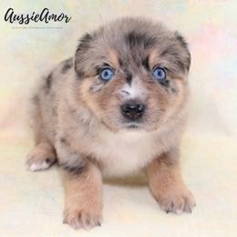 Blue Merle 3 2 Blue eyes - Blue merle male Miniature Australian Shepherd puppy in Pinehurst, Texas from Aussie Amor