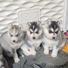 Siberian Husky Puppies from Spirit of the Moon Siberians