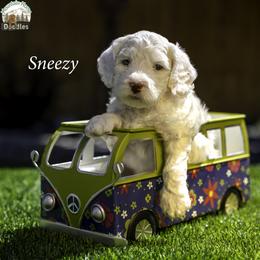 Sneezy - Chalk male Australian Labradoodle puppy in Cashmere, Washington from Mountain Home Doodles