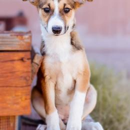 McNab Puppies from Vanir McNab Shepherds