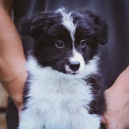 Rook - Black male Border Collie puppy in Dallas, Texas from Effervescent Border Collies