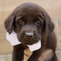 Jane - Chocolate female Labrador Retriever puppy in Ocala, Florida from Moon river Labradors