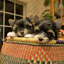 Biewer Terrier Puppies from Butterfly Biewers
