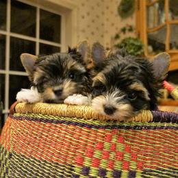 Biewer Terrier Puppies from Butterfly Biewers