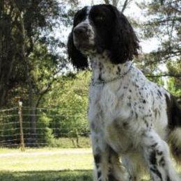 English Springer Spaniels from California & Idaho Springer