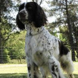 English Springer Spaniels from California & Idaho Springer