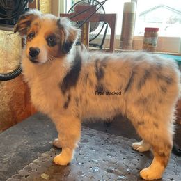 Fuzzbottom Ambrosia - Miniature American Shepherd puppy from Fuzzbottom Miniature American Shepherd