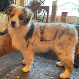 Fuzzbottom Ambrosia - Miniature American Shepherd puppy from Fuzzbottom Miniature American Shepherd