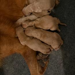 Girl 2 - Golden female Golden Retriever puppy in Collins, Georgia from Beards Creek Kennels