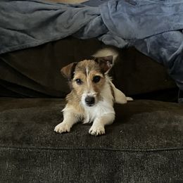 Princess Marguerite (Margi) - White and tan Russell Terrier puppy in Missouri from Royal Russells Ranch