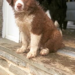 Border Collie Puppies from Beloved Border Collies