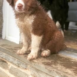 Border Collie Puppies from Beloved Border Collies
