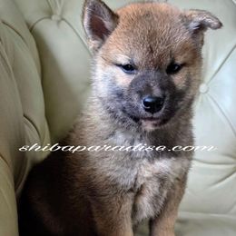 Toro - Red male Shiba Inu puppy in Tualatin, Oregon from Shiba Paradise