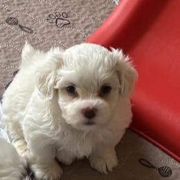 Boy 2 - Cream male Havanese puppy in East Lansing, Michigan from VanCort's Happy Havanese