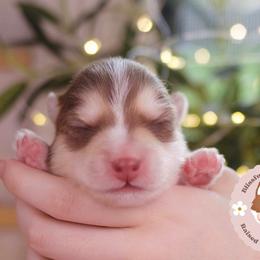 Matcha - Red and white male Pomsky puppy in Trenton, Texas from Blissful Paws Pomskies